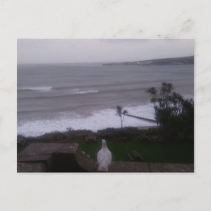White Pigeon Sea View Photo Postcard