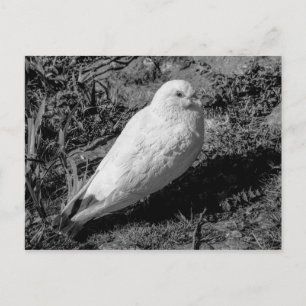 White Pigeon v2 Postcard