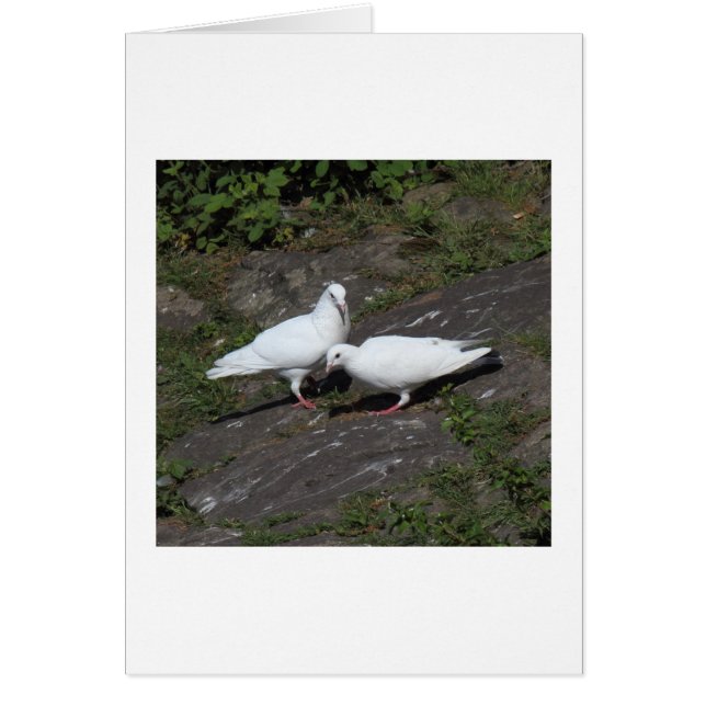 White Pigeons (Front)