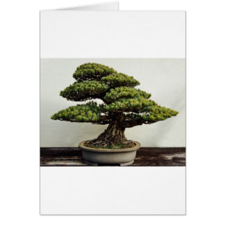 White Pine Bonsai Tree