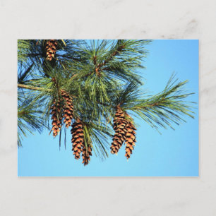 White Pine Tree Pine Cone Photo Postcard