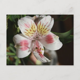 White/Pink Alstroemeria Post Card
