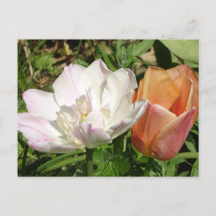 White Pink and Orange Tulips DIY Postcard