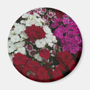 White, Pink and Red Dianthus Floral Magnet