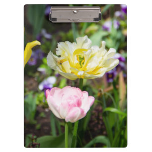 White, pink and yellow tulips in the garden clipboard