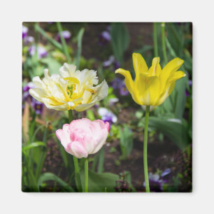 White, pink and yellow tulips in the garden magnet