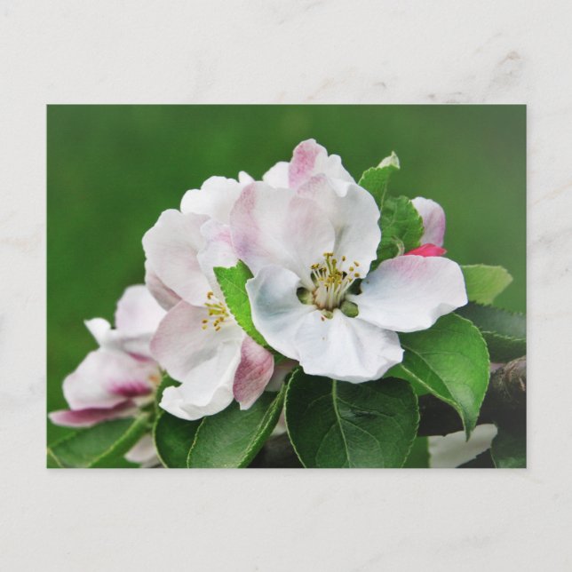 White Pink Blossom Blooming Apple Tree Postcard (Front)