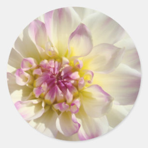 White Pink Floral stickers Dahlia Flowers custom
