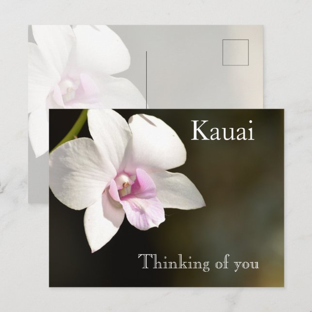 White Pink Orchid Flower Kauai, Hawaii Postcard (Front/Back)
