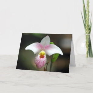 White/pink Orchid Greeting Card