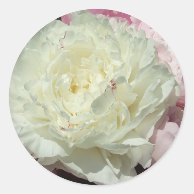 White Pink Peonies / Peony Wedding Round Stickers (Front)