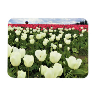 White & Pink Tulip Field, Oregon Magnet