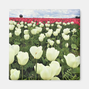 White & Pink Tulip Field, Oregon Magnet