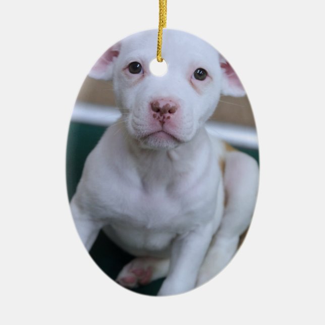 WHITE PIT BULL PUPPY ORNAMENT (Front)