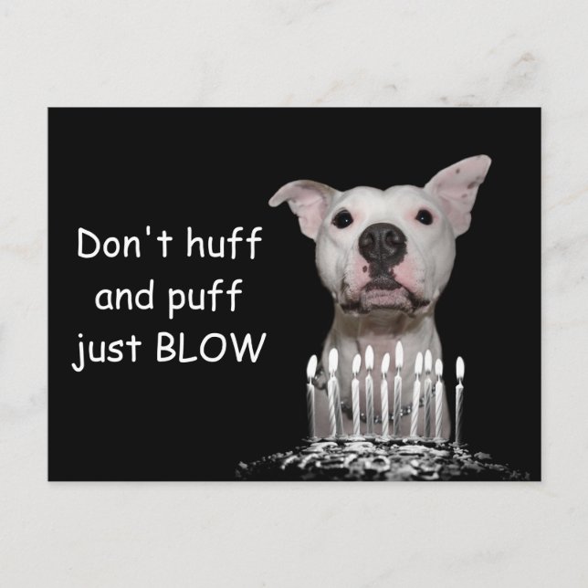 White Pitbull Birthday Postcard (Front)