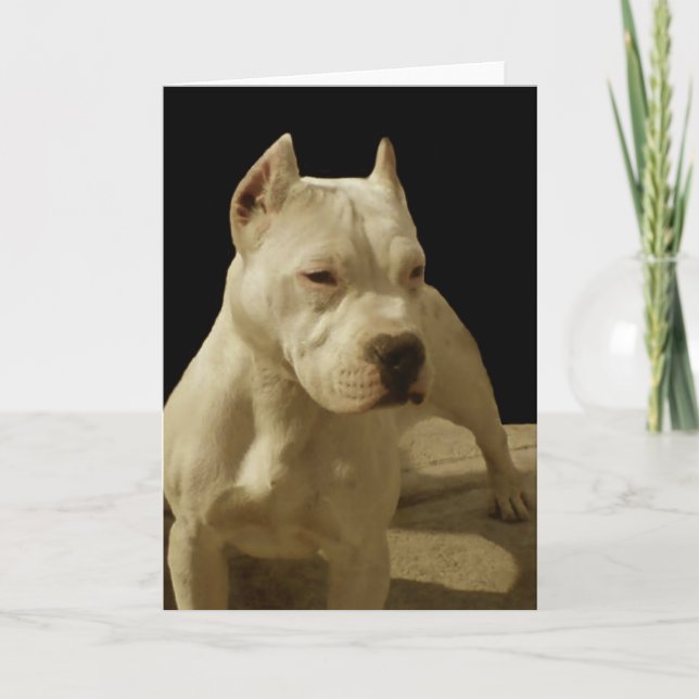 White pitbull greeting card (Front)