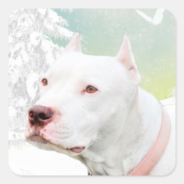 White pitbull in winter square sticker (Front)