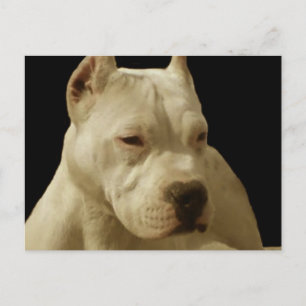 White pitbull postcard