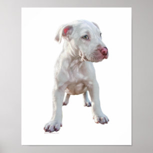 White Pitbull Puppy Poster