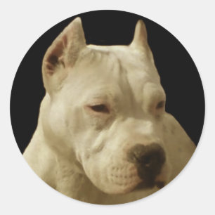 White pitbull stickers