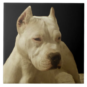 White Pitbull Terrier Tile
