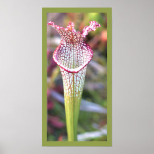White Pitcher Plant Photo Poster