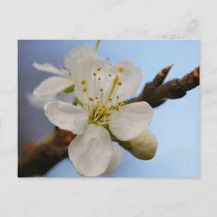 White Plum Blossom Postcard