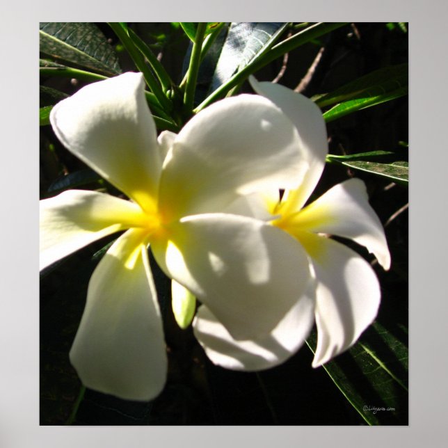 White Plumaria Frangipani Flowers Poster Print (Front)