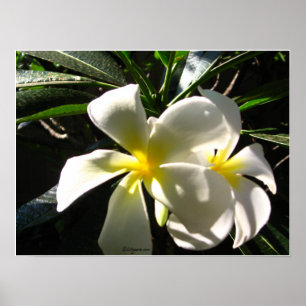 White Plumaria Tropical Flowers Poster Print