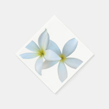 White Plumeria Blooms