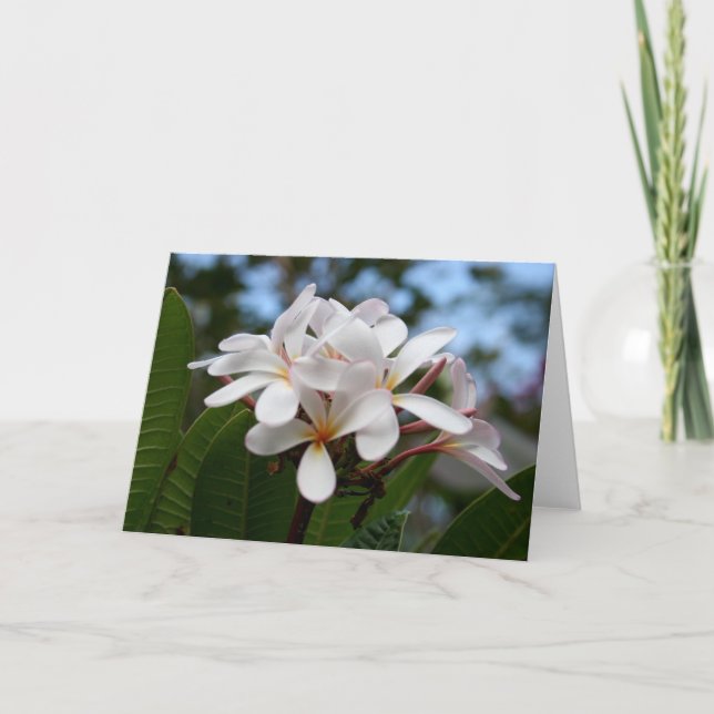 White Plumeria Card (Front)