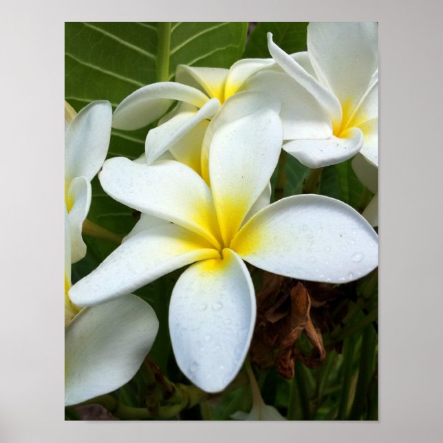 White Plumeria Flower Poster (Front)