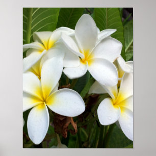 White Plumeria Flower Poster
