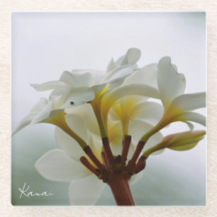 White Plumeria Flowers Kauai (photo taken by me) Glass Coaster