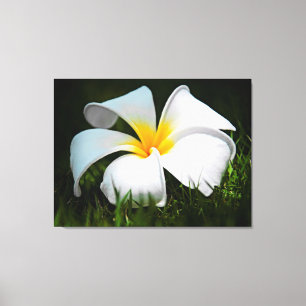 White Plumeria Frangipani Hawaii Flower Canvas Print