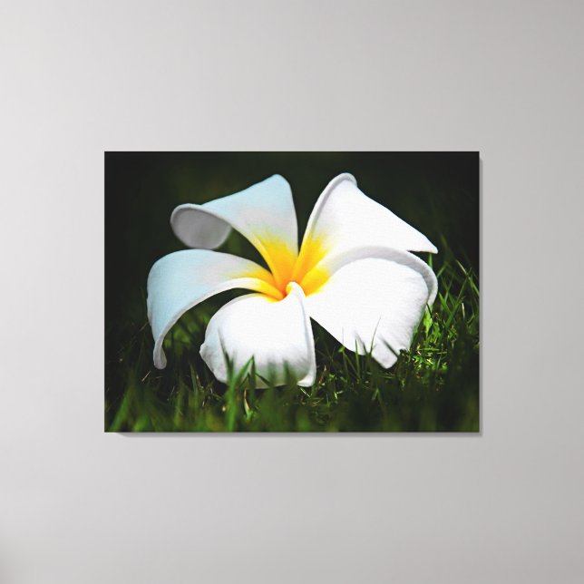 White Plumeria Frangipani Hawaii Flower Canvas Print (Front)