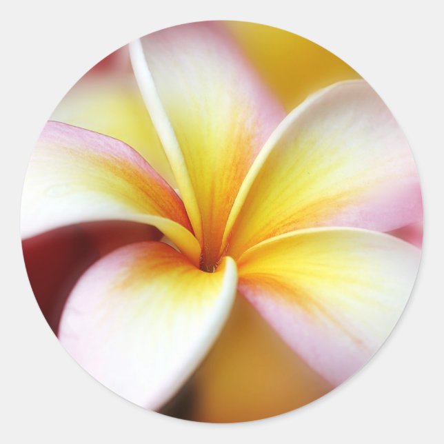 White Plumeria Frangipani Hawaii Flower Hawaiian Classic Round Sticker (Front)