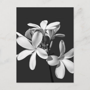White Plumeria in full bloom Postcard