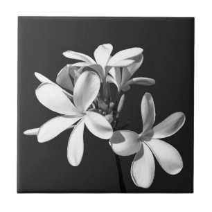 White Plumeria in full bloom Tile