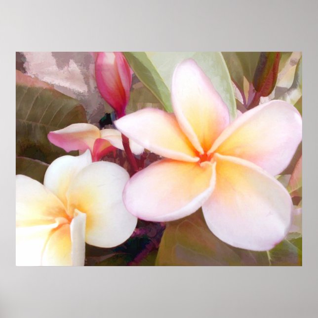 White Plumeria Poster (Front)