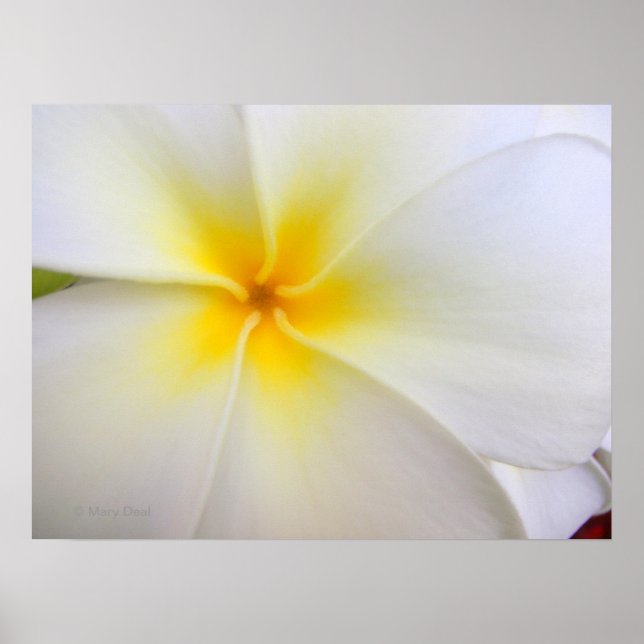 White Plumeria Poster (Front)