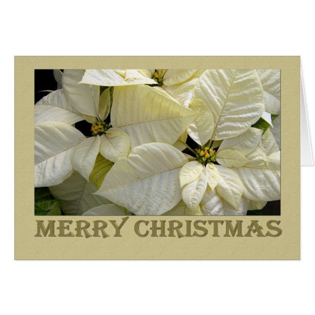 White Poinsettia Christmas (Front Horizontal)