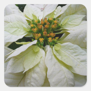 White Poinsettia Elegant Christmas Holiday Floral Square Sticker
