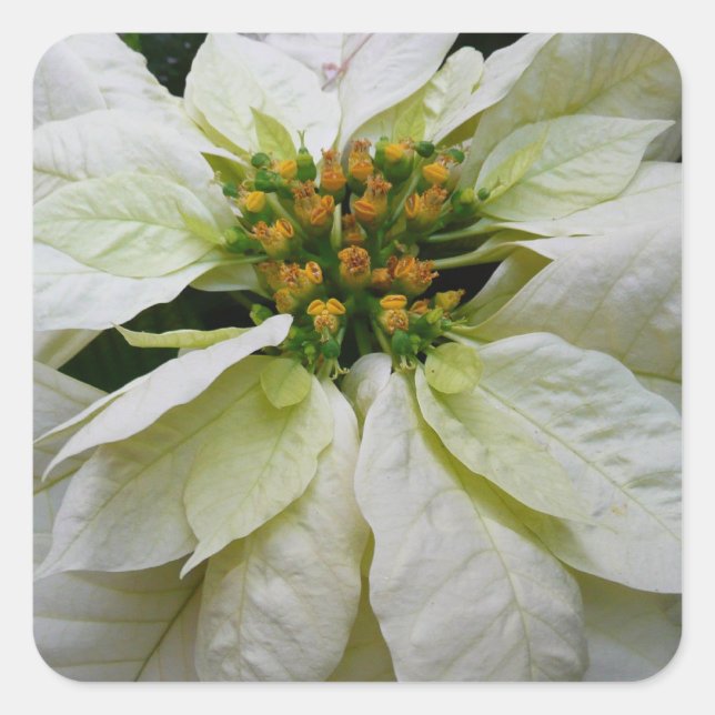 White Poinsettia Elegant Christmas Holiday Floral Square Sticker (Front)