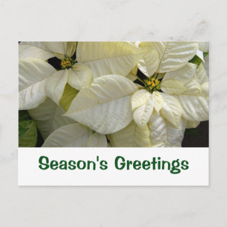 White Poinsettia Season's Greetings Postcard