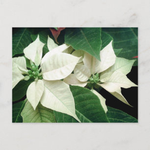 White Poinsettias Postcard