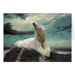 White Polar Bear