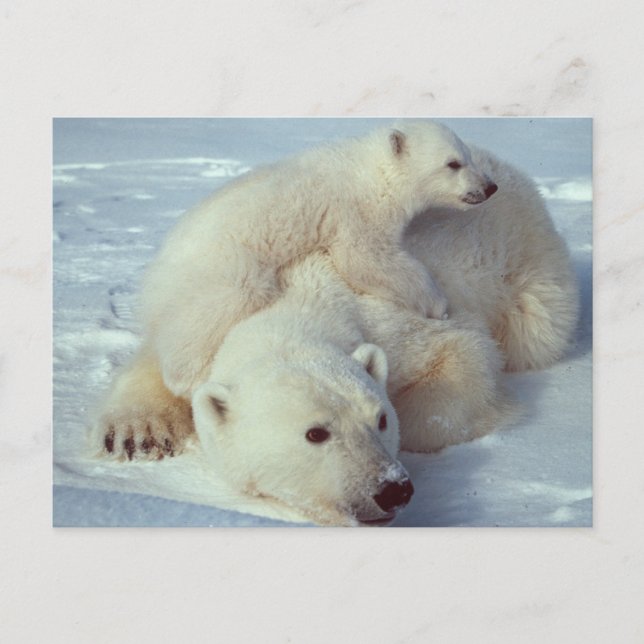 White Polar Bear family Postcard (Front)