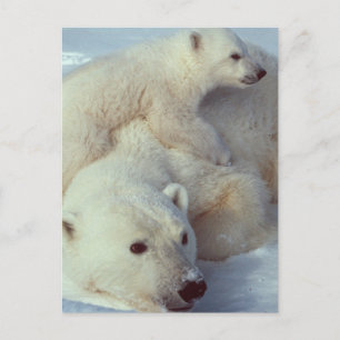 White Polar Bear family Postcard