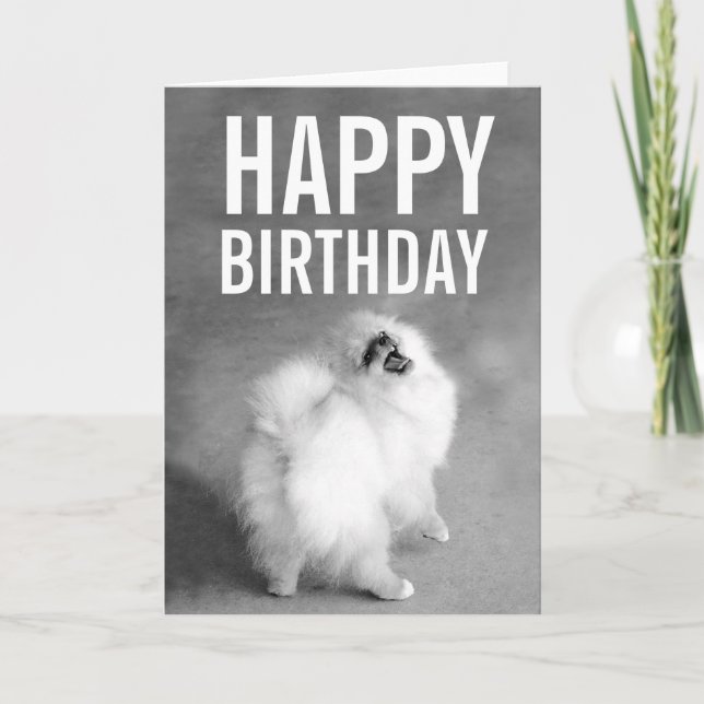 White Pomeranian Happy Birthday Card (Front)